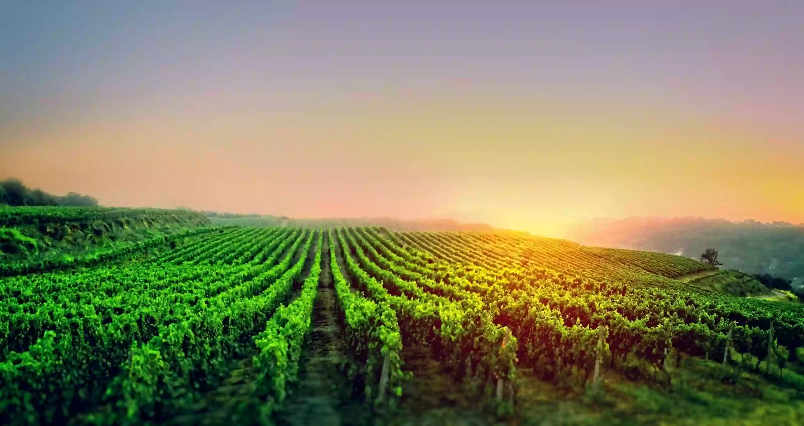 Il Vino Il Vino
