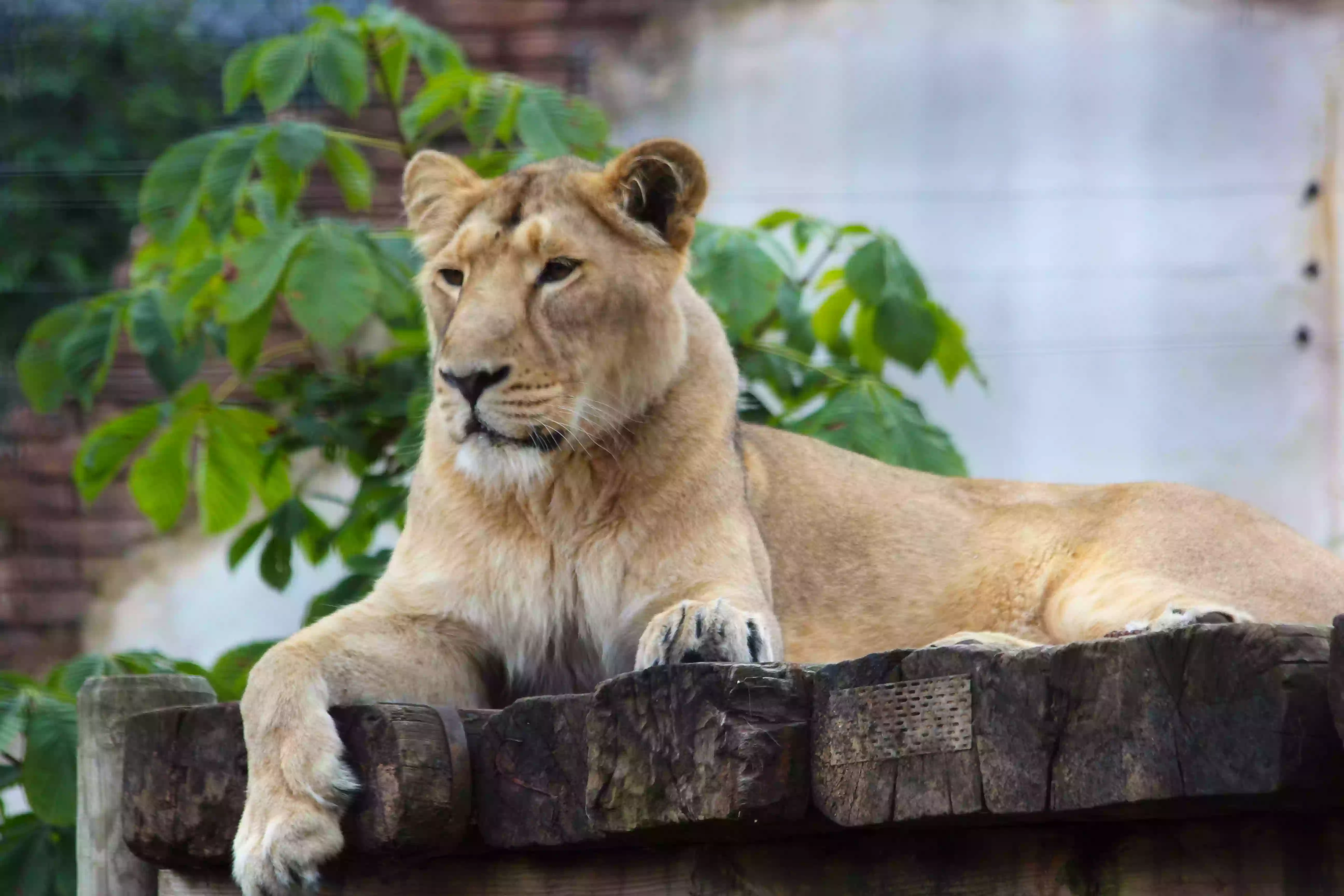 Chessington Zoo Chessington Zoo