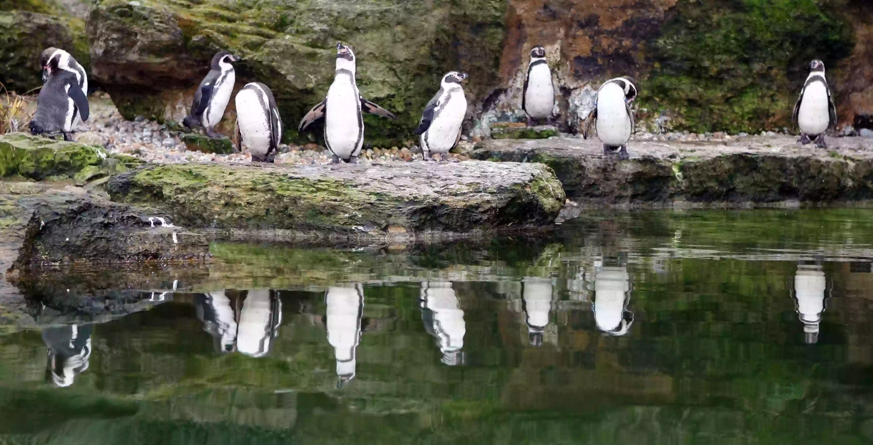 Penguin Bay