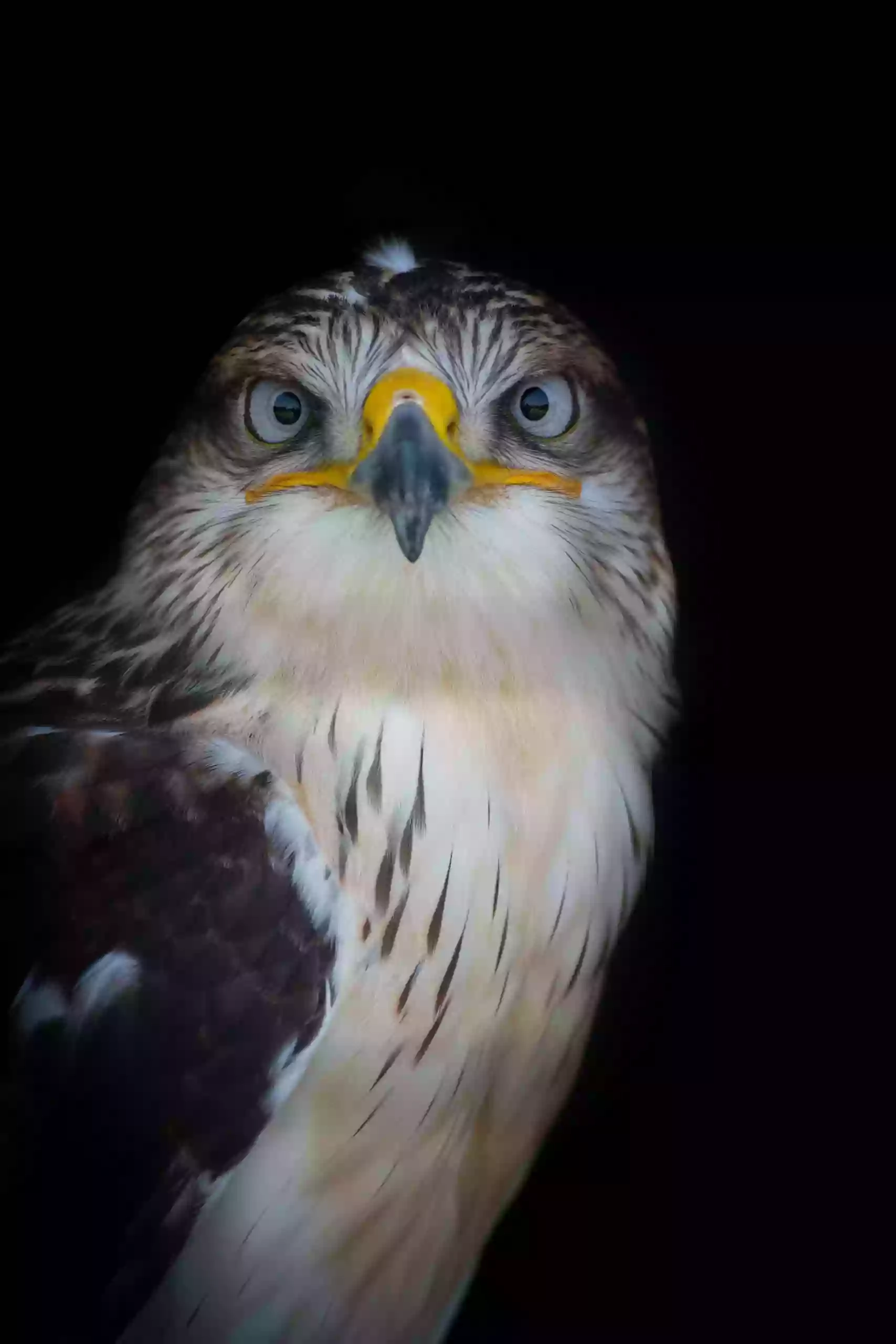 The Raptor Centre The Raptor Centre