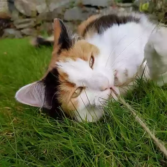 mycatsitter.co.uk mycatsitter.co.uk