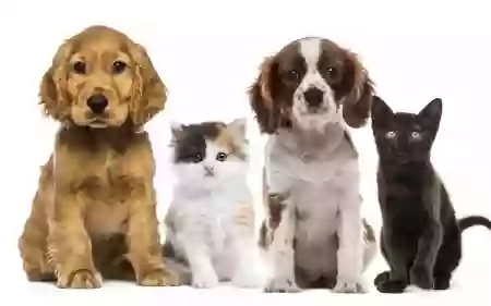 Christina Pet Care Christina Pet Care