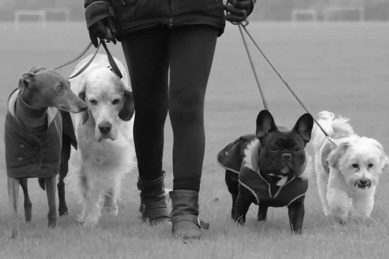 Top Notch Hounds Top Notch Hounds