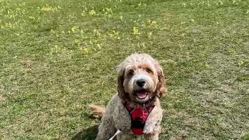 RCwaggingtails RCwaggingtails