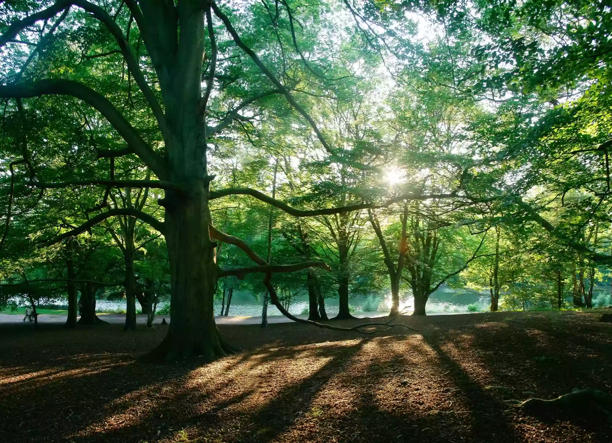 Virginia Water Lake Virginia Water Lake