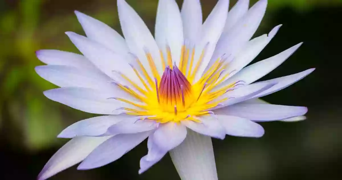 Waterlily House Waterlily House