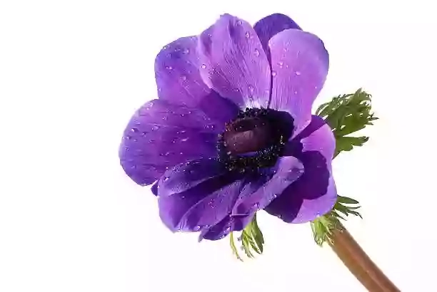 Well Hall Florist Well Hall Florist
