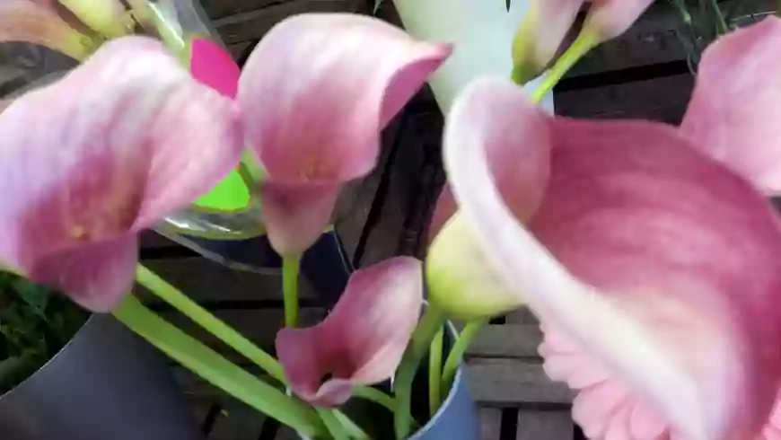 Studio Flowers Studio Flowers