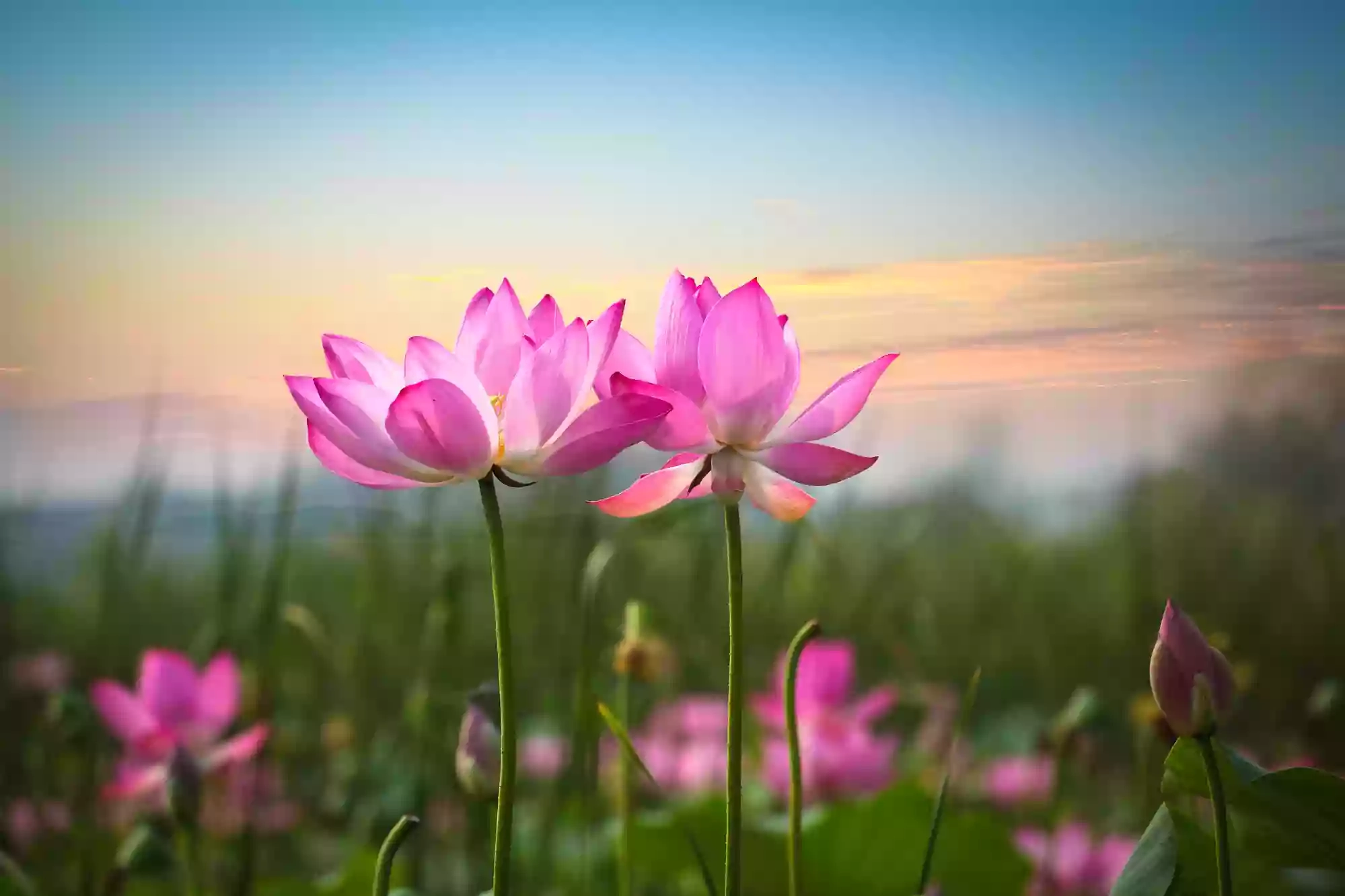 David Iles Psychotherapy - provides Psychotherapy and Clinical Supervision in person and online David Iles Psychotherapy - provides Psychotherapy and Clinical Supervision in person and online