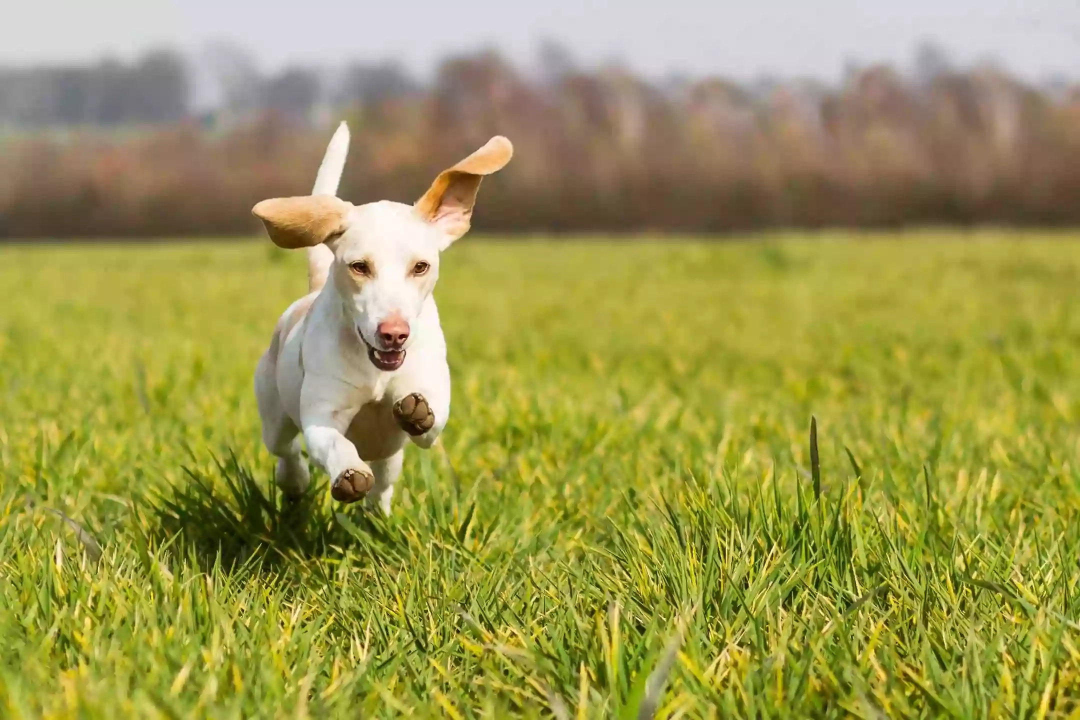Pawfect Pets of Heswall Pawfect Pets of Heswall