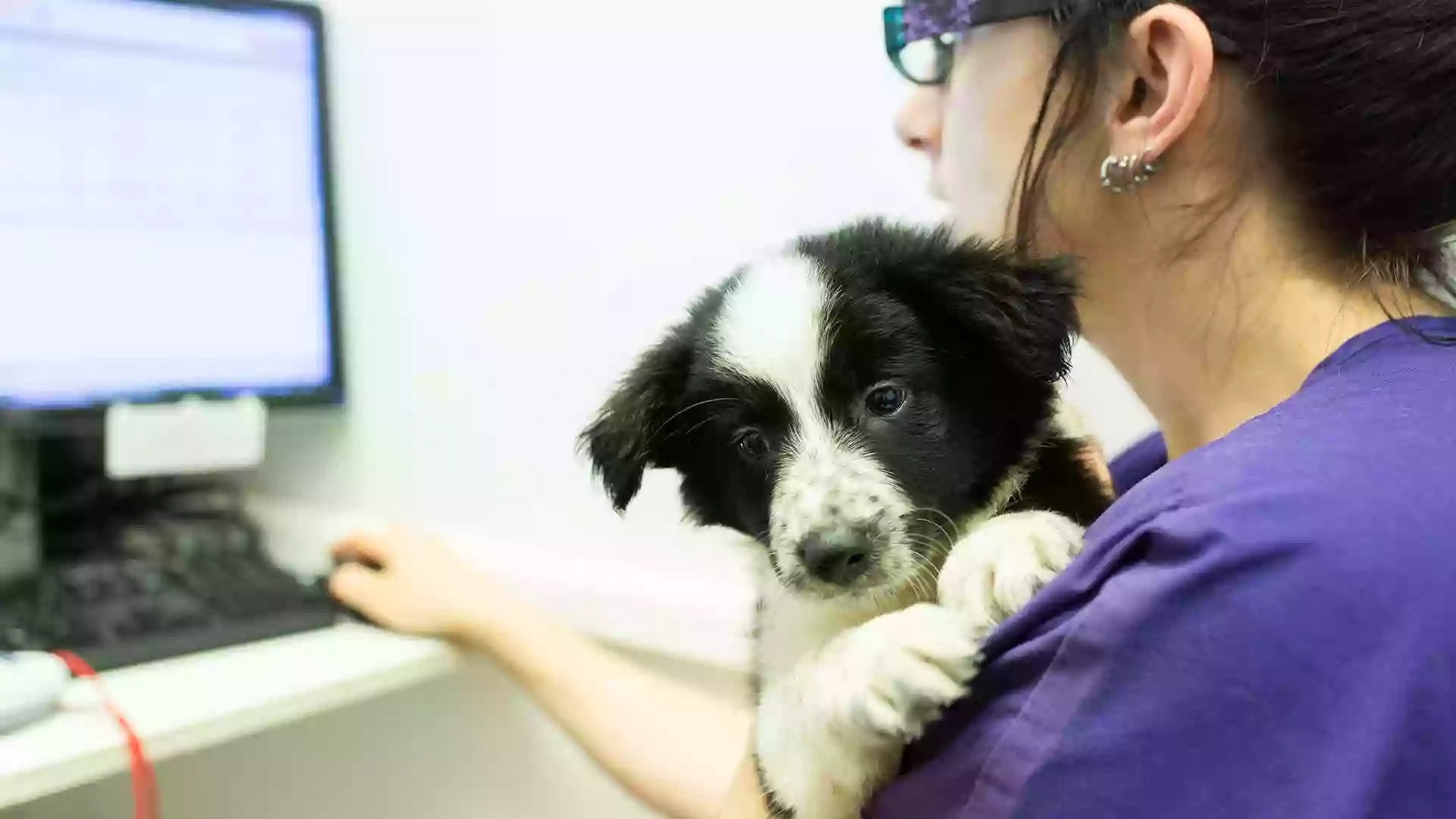 South Wales Vets, Newport South Wales Vets, Newport