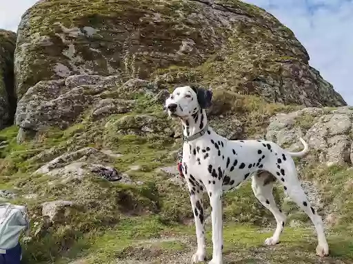 Care of the Dog Care of the Dog