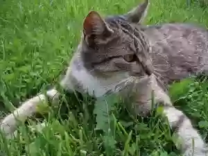 Cuddles Cattery Cuddles Cattery