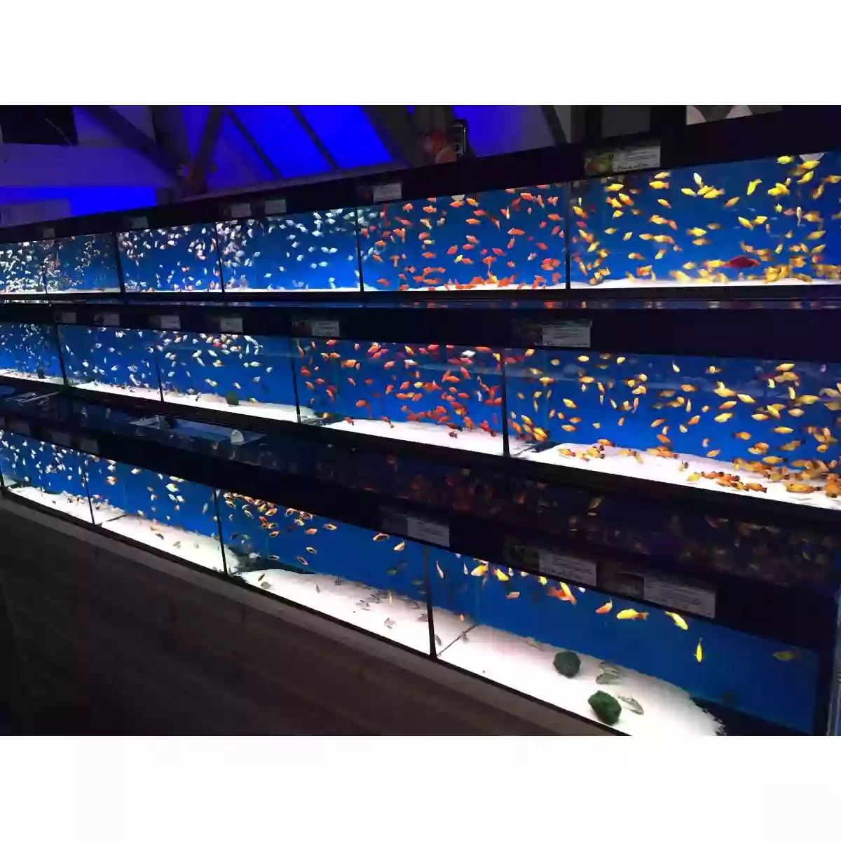 Maidenhead Aquatics Havant Maidenhead Aquatics Havant