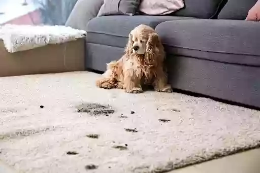 Carpet Cleaning Fareham Carpet Cleaning Fareham