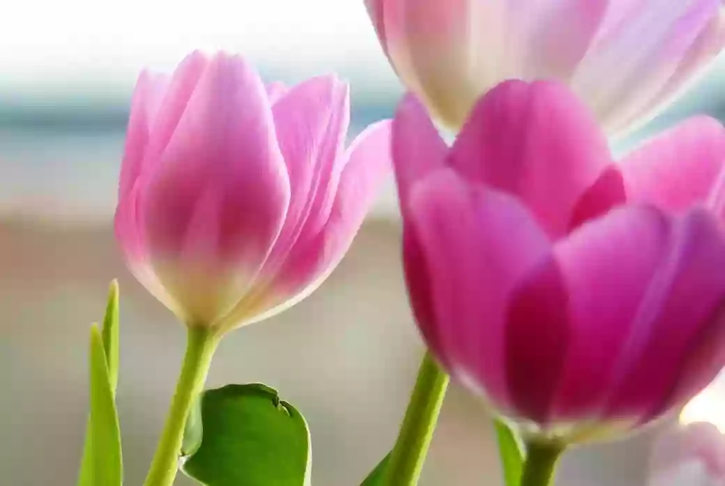 FlorescoFlowerCo FlorescoFlowerCo