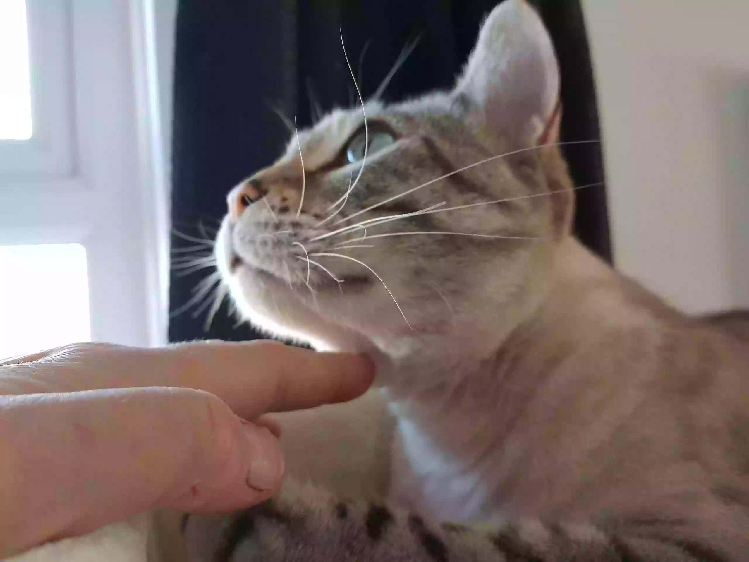 TLB Pet Care TLB Pet Care