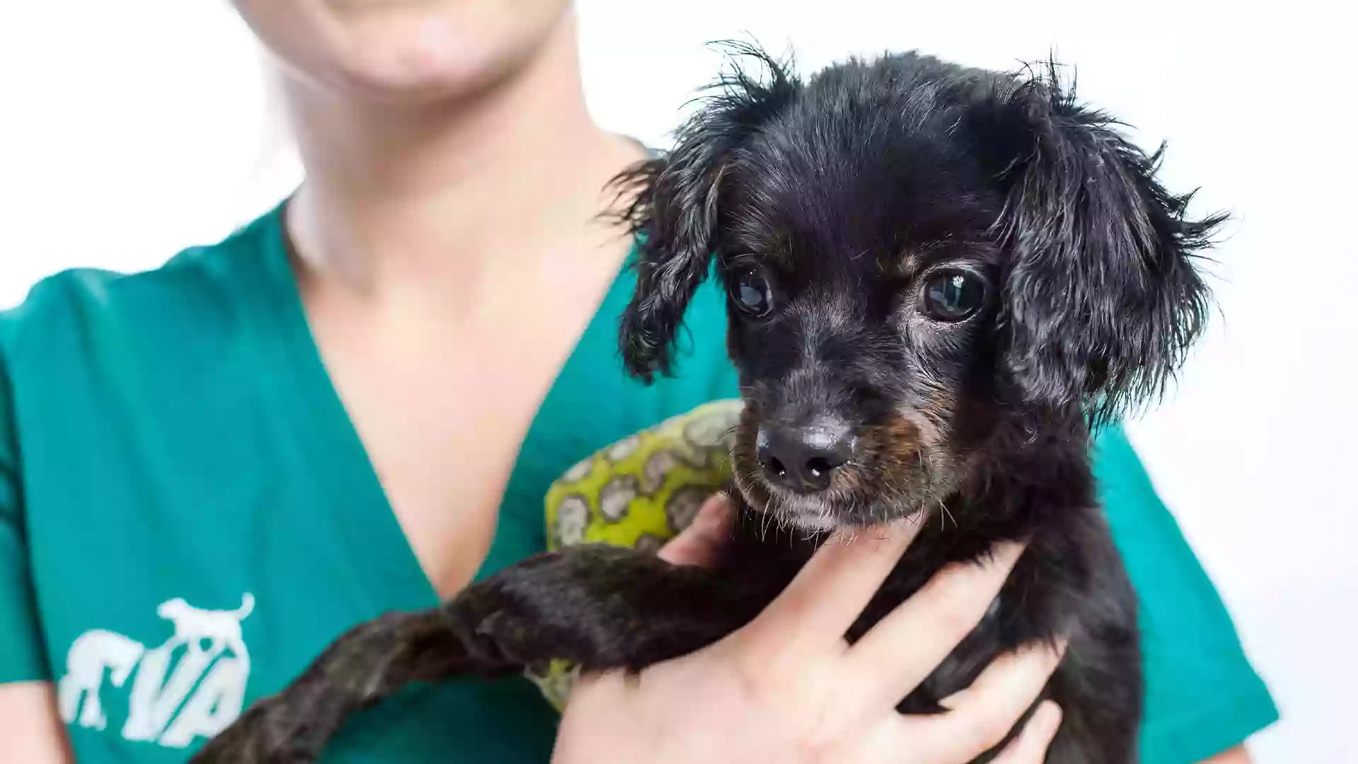 Aberdeen Veterinary Referrals Aberdeen Veterinary Referrals