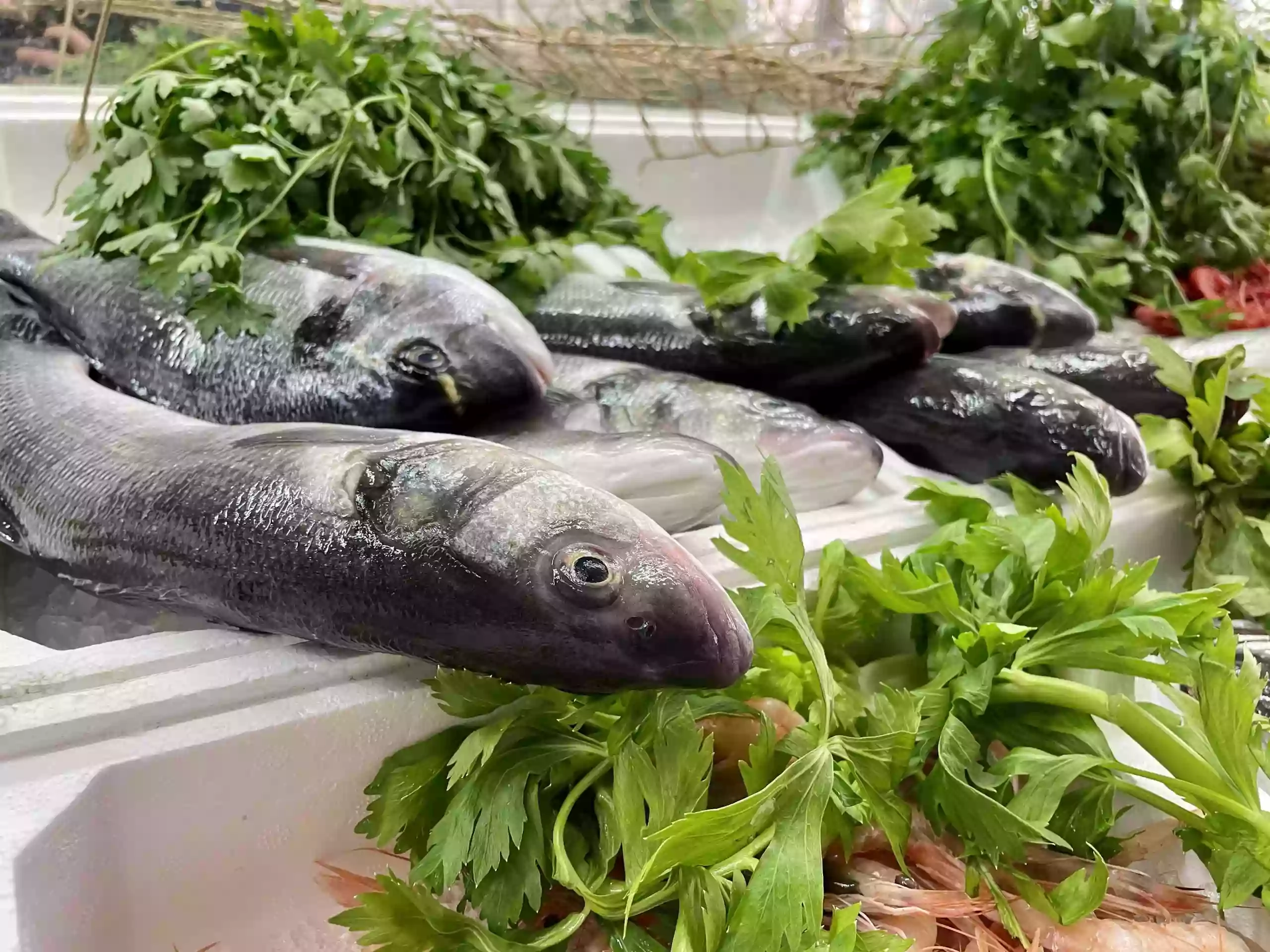 Pescheria Conti Franco Pescheria Conti Franco