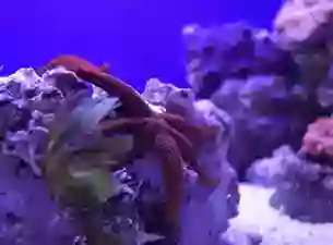 Acquario di Napoli