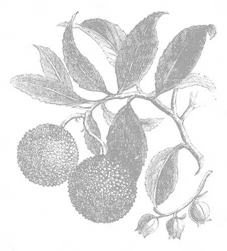 Corbezzoli Corbezzoli