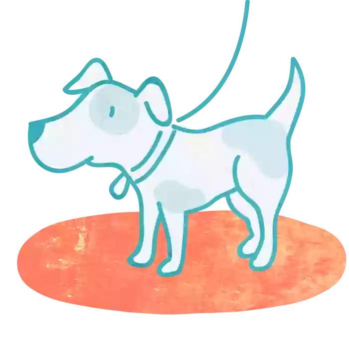Special Dogs Academy Special Dogs Academy