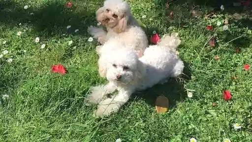 Wash the Dog Wash the Dog