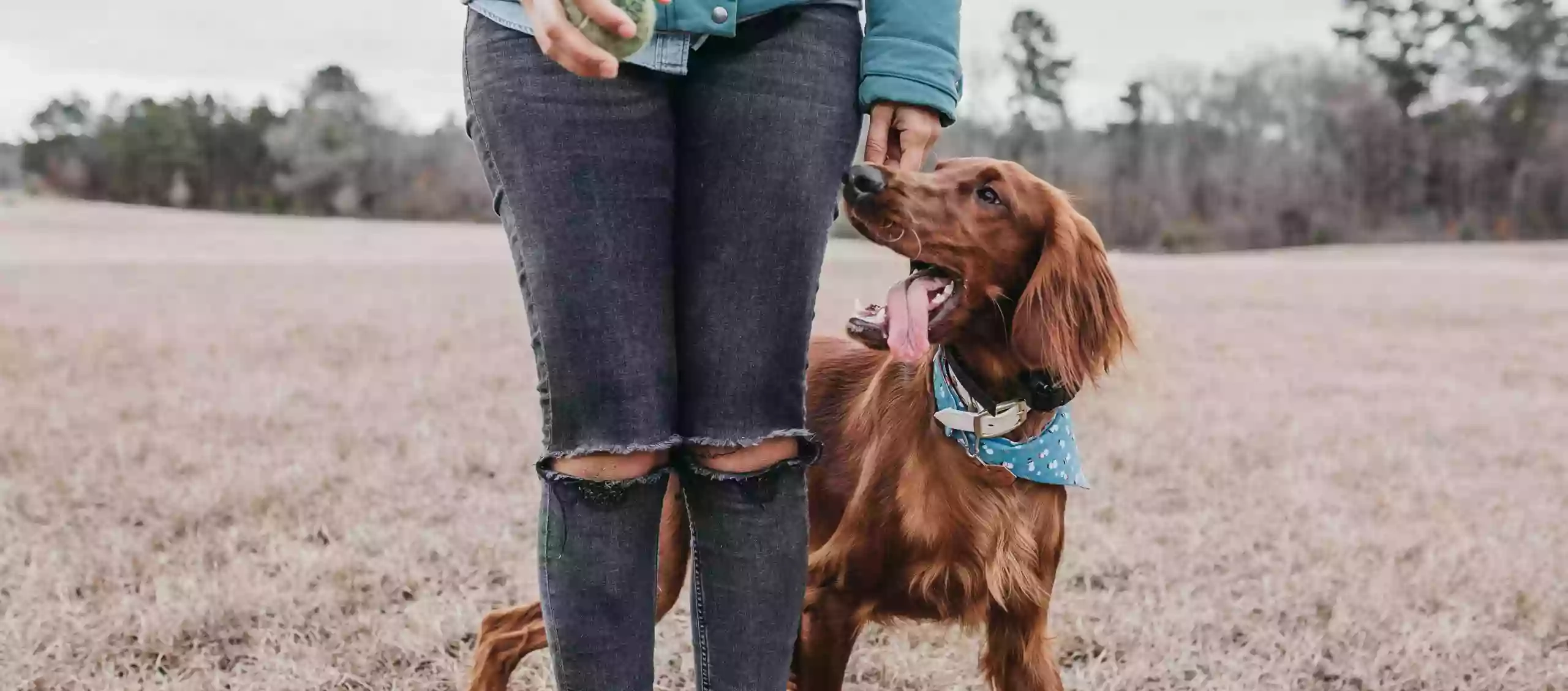 Sporty Dogs Sporty Dogs
