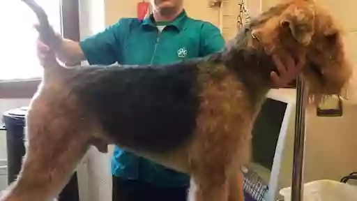 Dog & Cat Dog & Cat