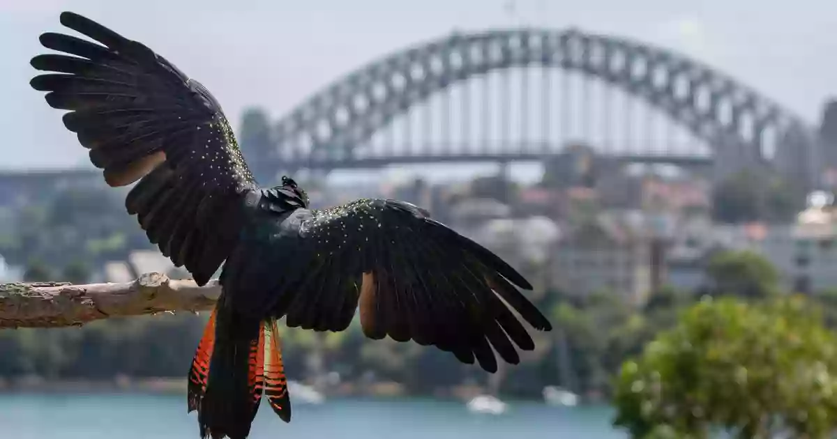 QBE Free Flight - Bird Show QBE Free Flight - Bird Show