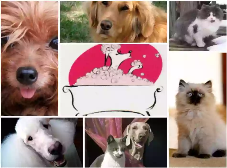 All Paws Pet Grooming All Paws Pet Grooming
