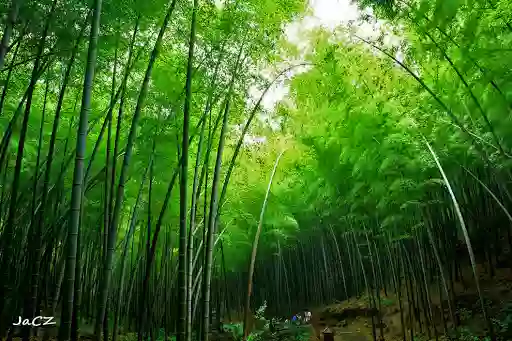 Black Bamboo Taekwondo Black Bamboo Taekwondo