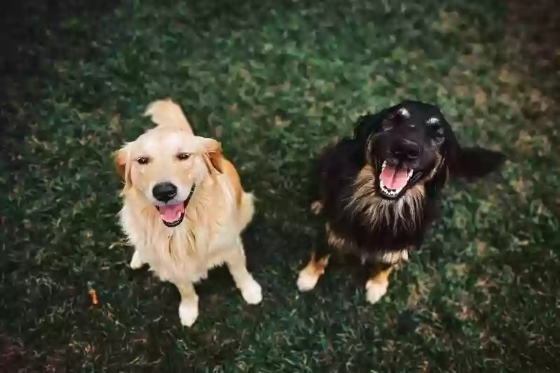 Paw Friendly Paw Friendly
