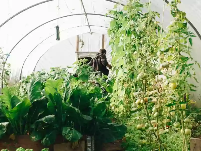 Frutilandia Frutilandia