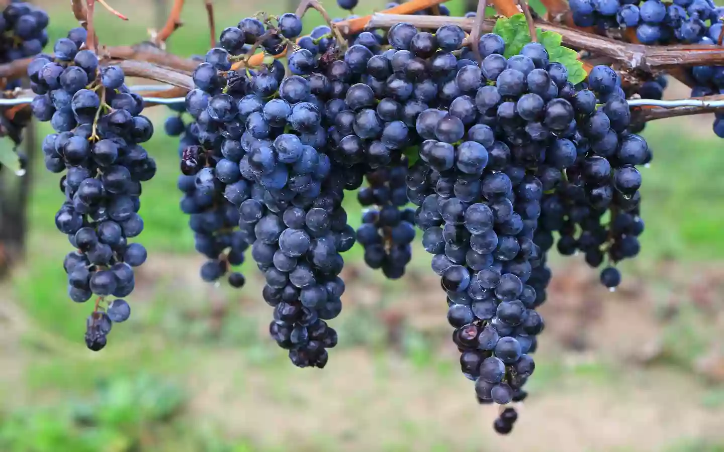 Vinos de Montilla Moriles Vinos de Montilla Moriles