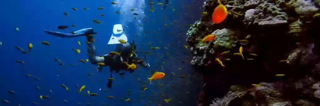 Plataforma del Buceo - Viajes de Buceo Plataforma del Buceo - Viajes de Buceo