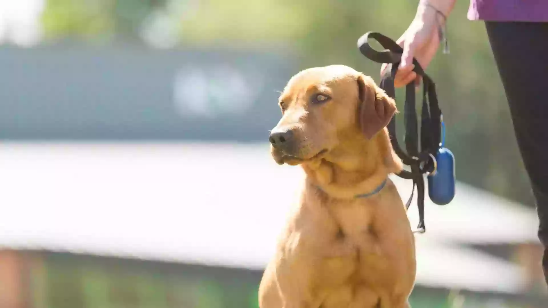 Su Veterinario Parla-Sur Su Veterinario Parla-Sur