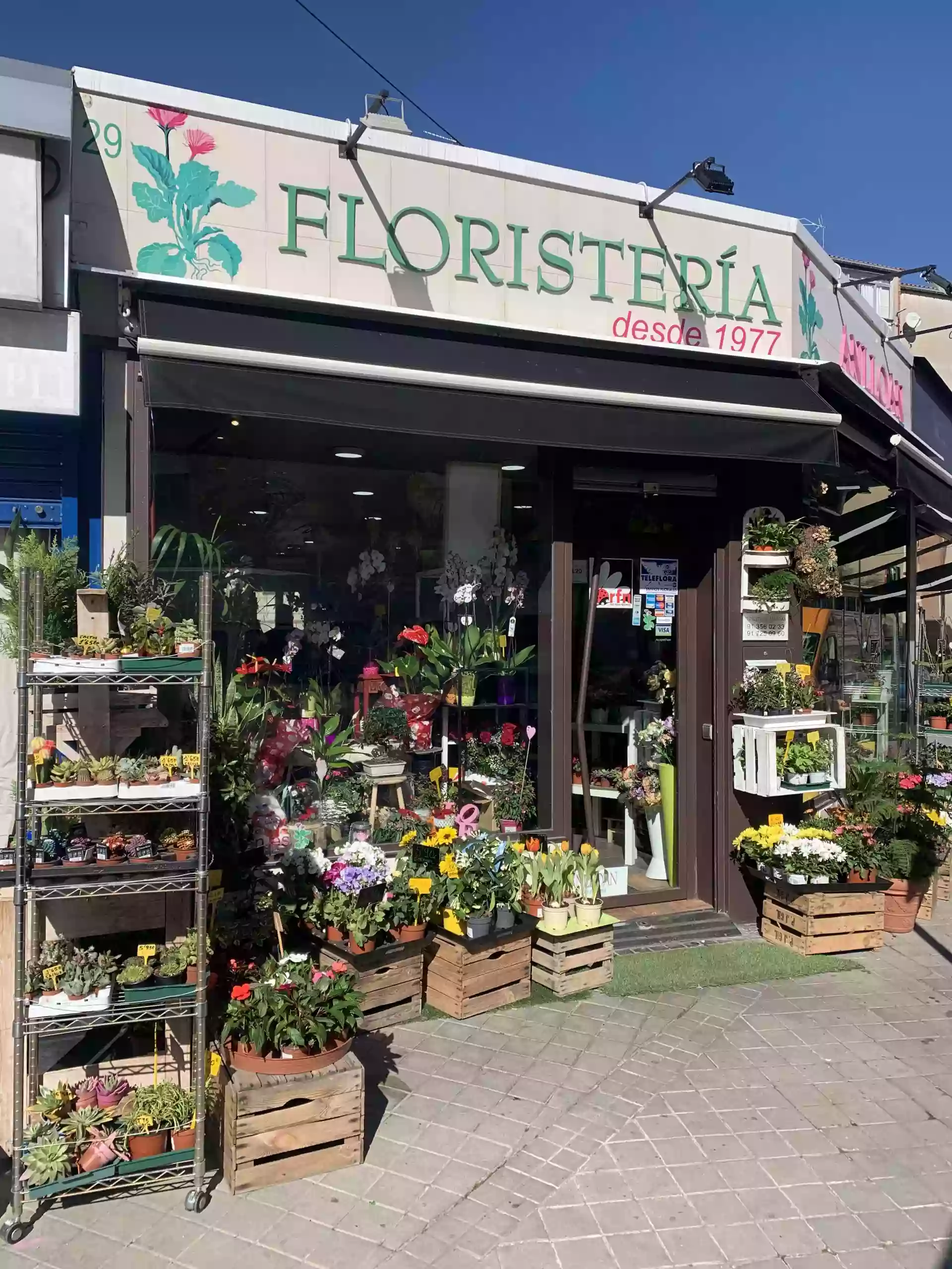 Anlloan Floristería Anlloan Floristería