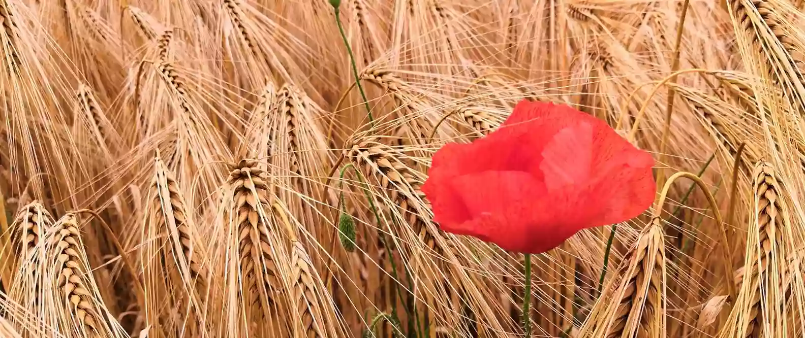 Guénola Vappreau Guénola Vappreau