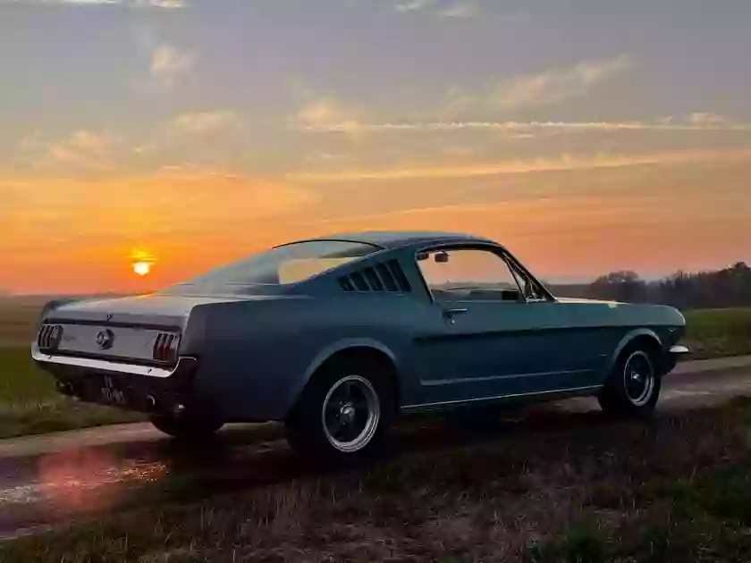 Wild Cars Wild Cars