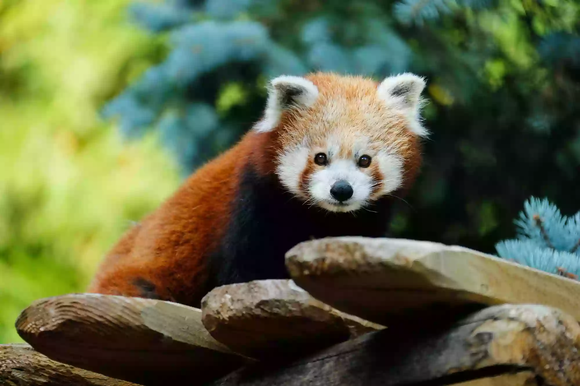 Panda roux Panda roux