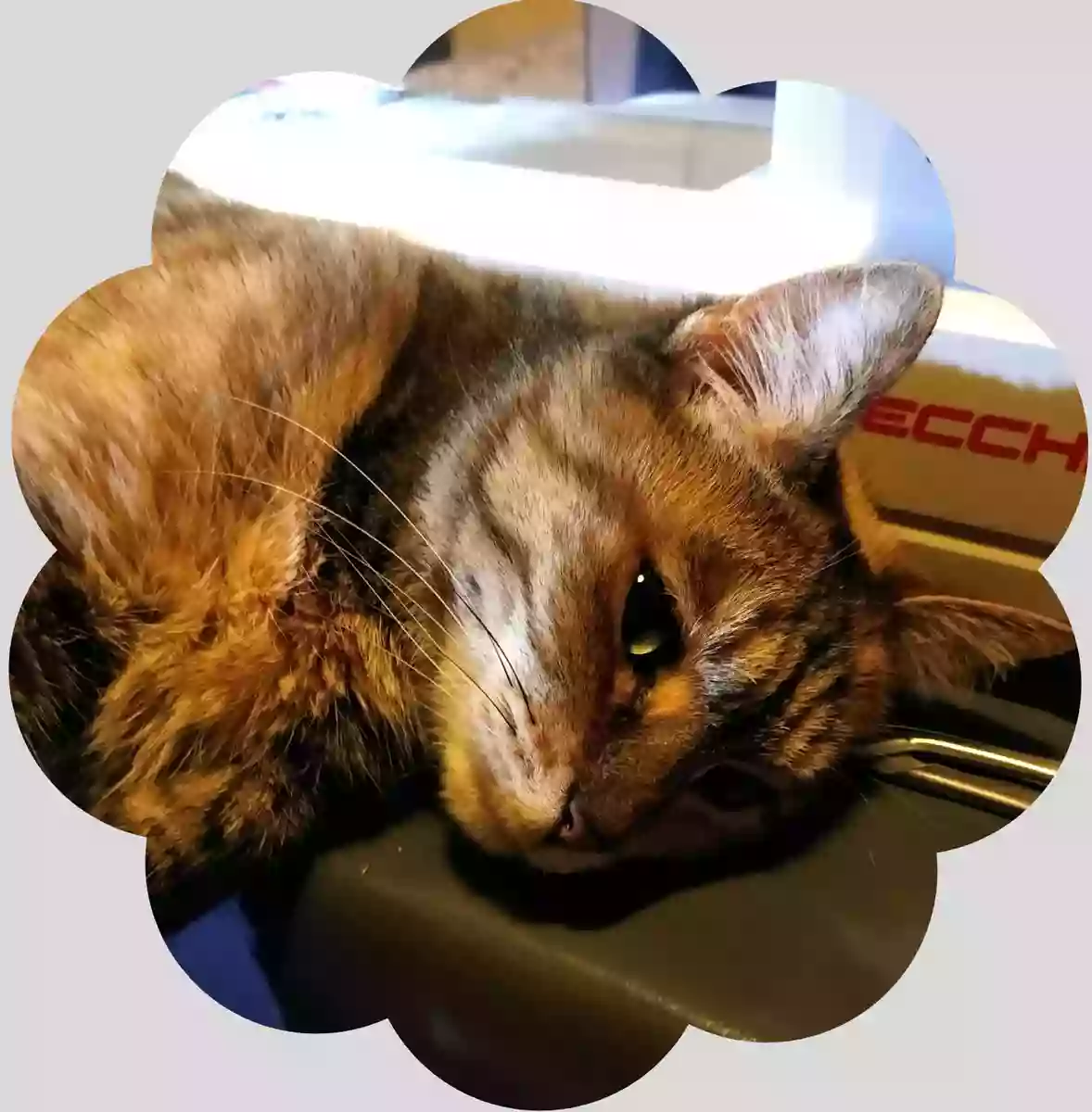 Kittycoo Couture Kittycoo Couture