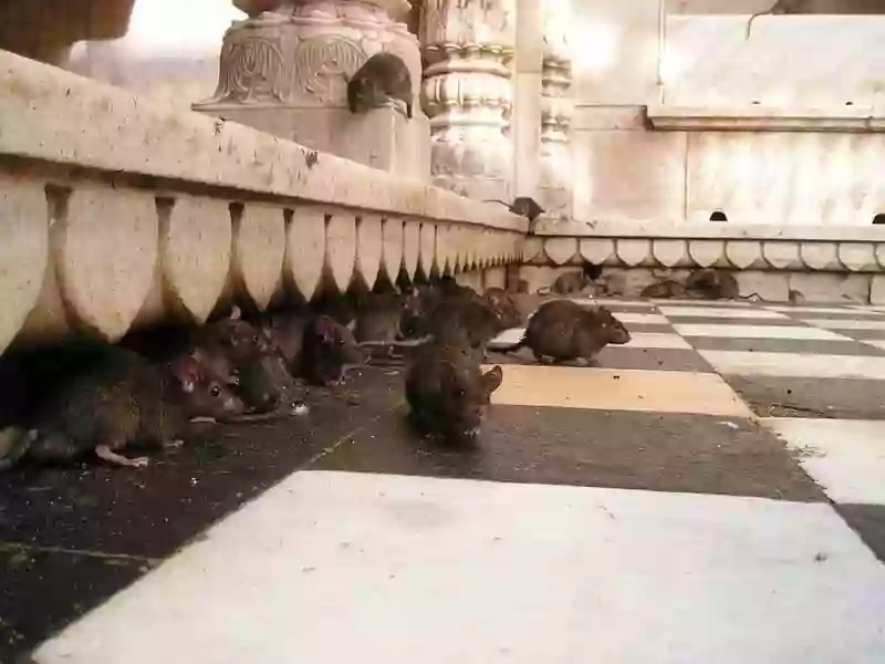 Action Anti Nuisible Arras AANA Action Anti Nuisible Arras AANA