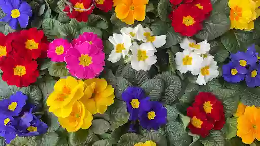 Blumen Basler, C. Weiß Gärtnerei Grabpflege Blumen Basler, C. Weiß Gärtnerei Grabpflege