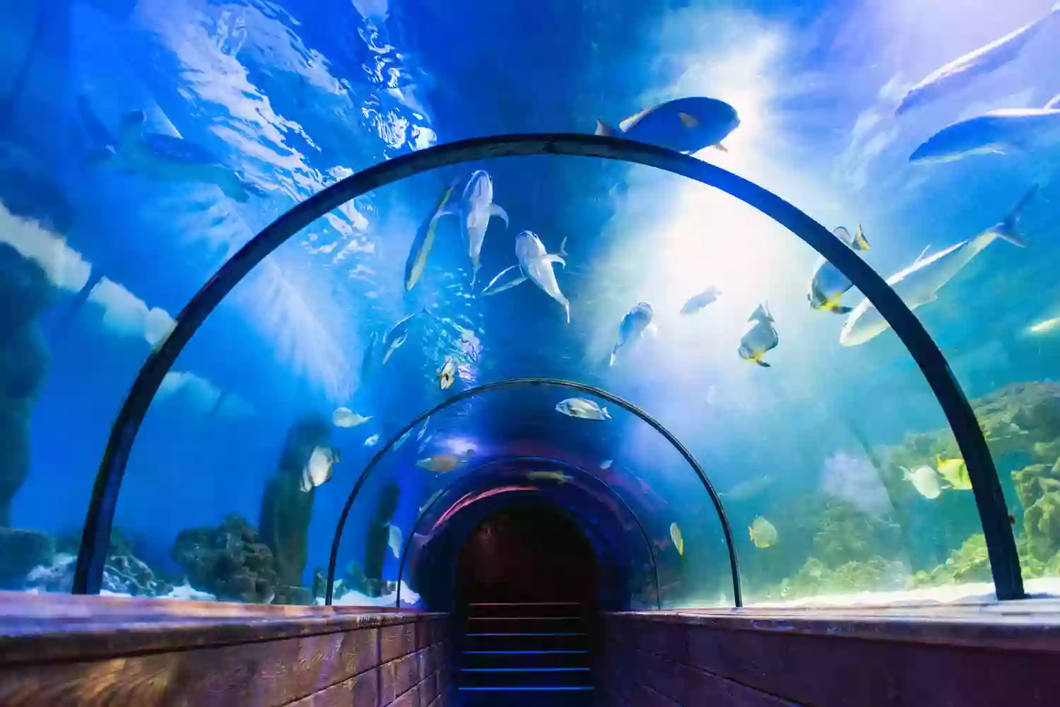 Fish-Scapes Fish-Scapes