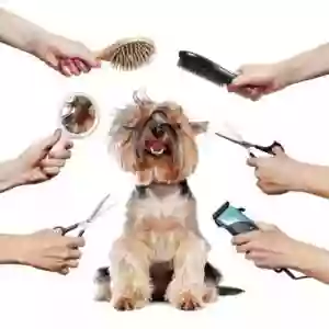 Healthydogclub Healthydogclub