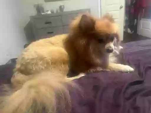 Doggie Do's Doggie Do's