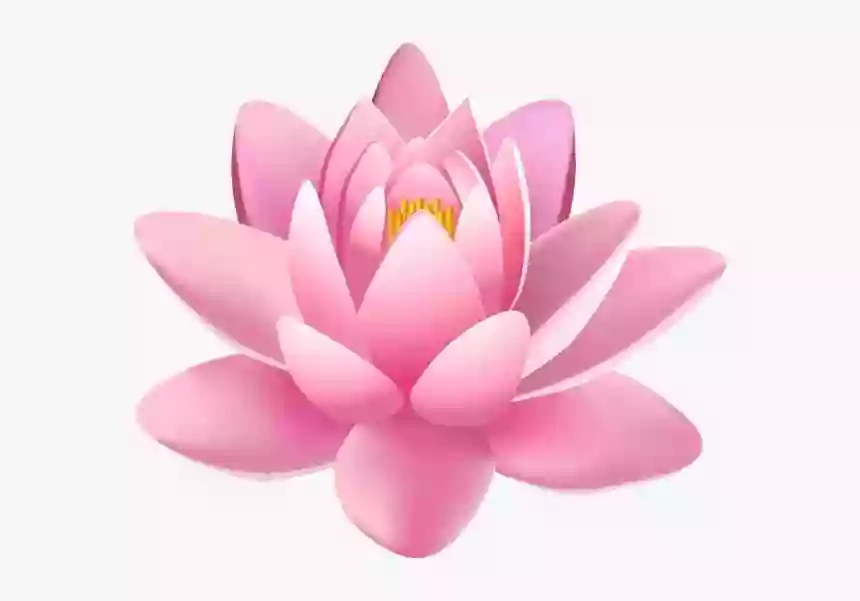 lotus Body piercing concord lotus Body piercing concord