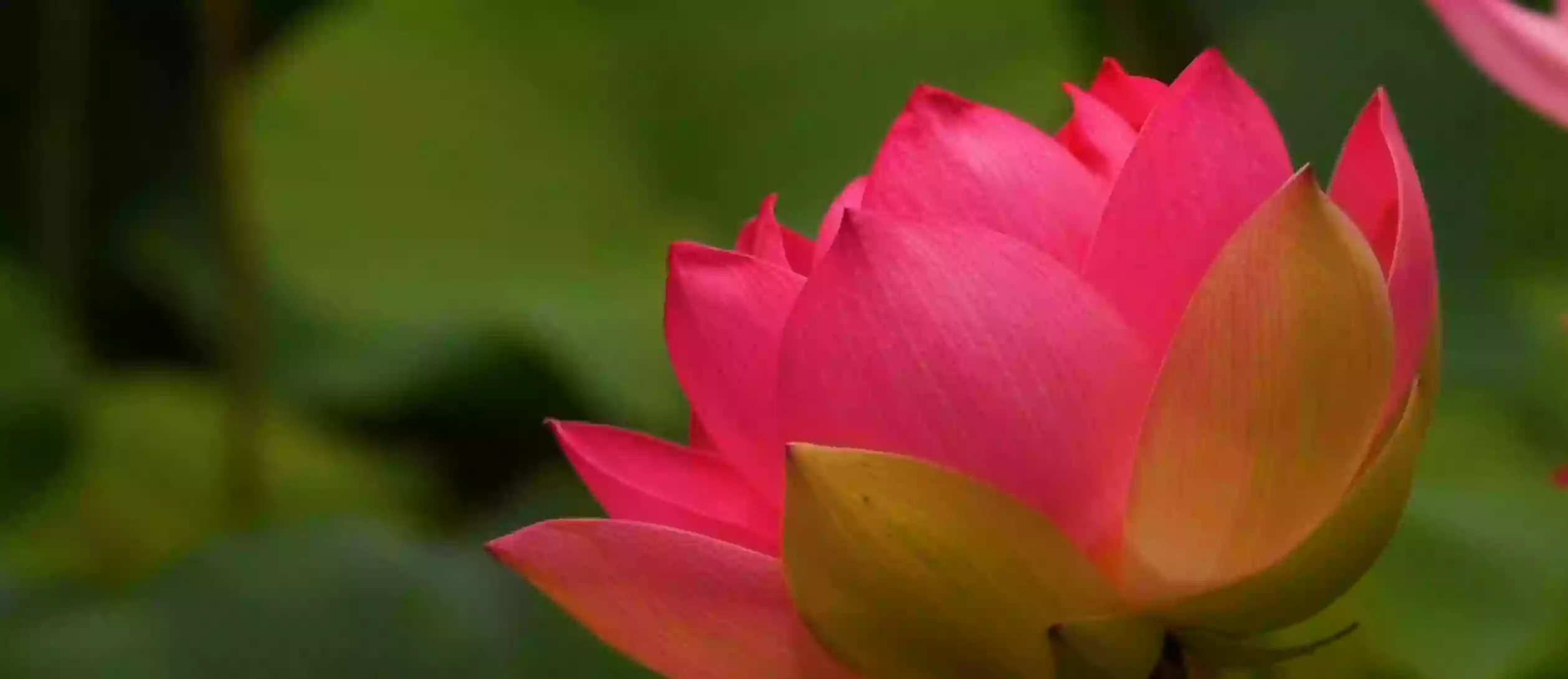 Lotusland Lotusland