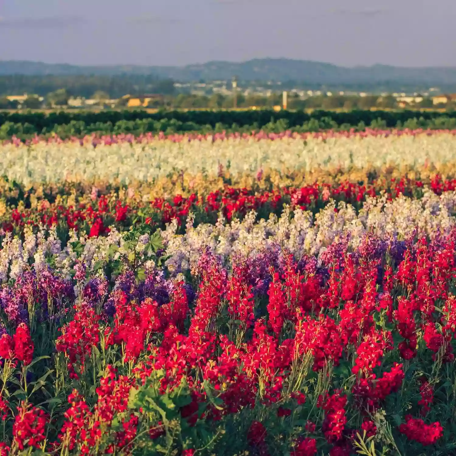 Lompoc Flower Fields Lompoc Flower Fields